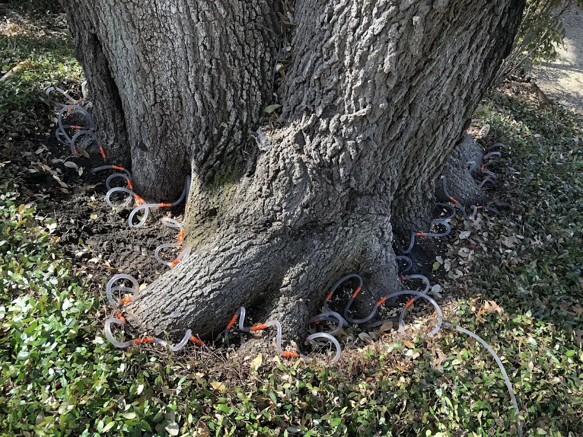 Detailed Tree Cabling and Bracing job site in Fort Benton