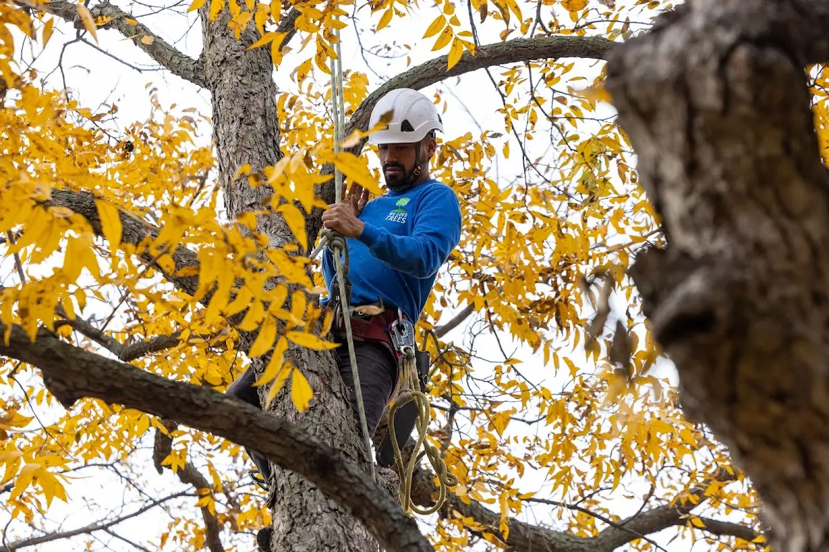 Skilled Tree Planing crew working in Fort Benton