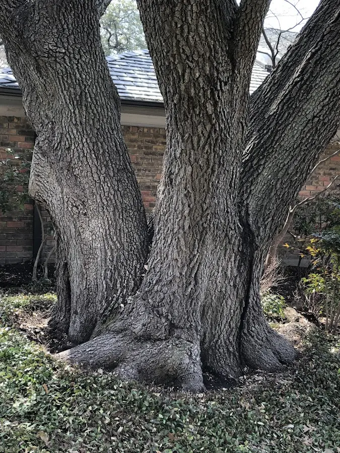 Mature heritage tree close to a Fort Benton property cared for by certified arborists